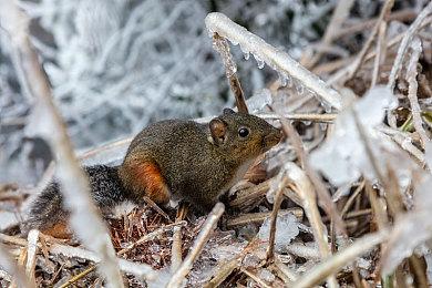 《明末：渊虚之羽》制作人：没有刻意去设计暴露的服装